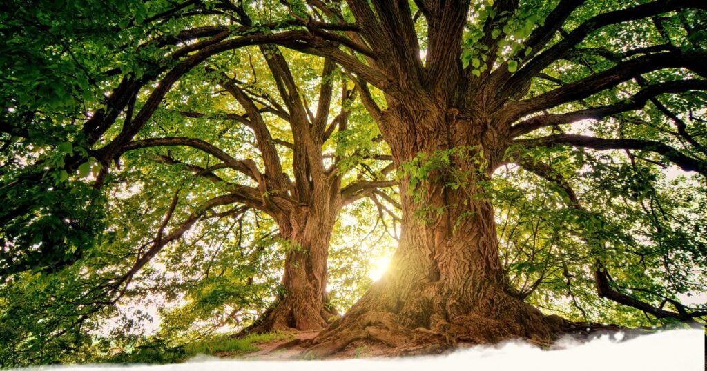 Qi und Prana verstehen