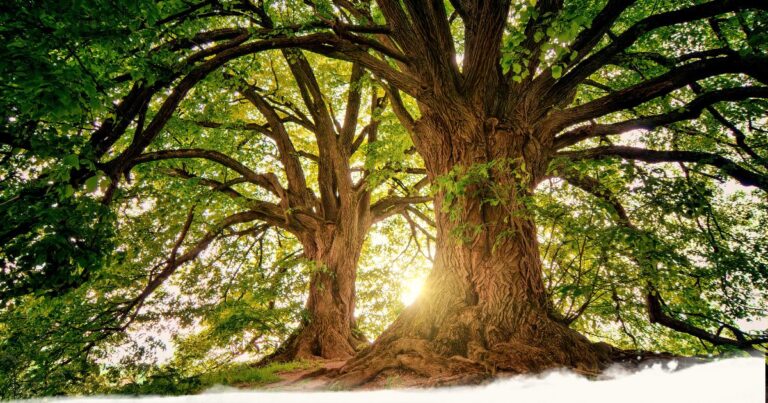 Qi und Prana verstehen