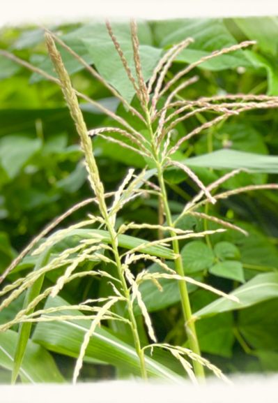 Junge Maispflanze als Symbol für Wachstum, Erdung und den natürlichen Ursprung von Nahrung.